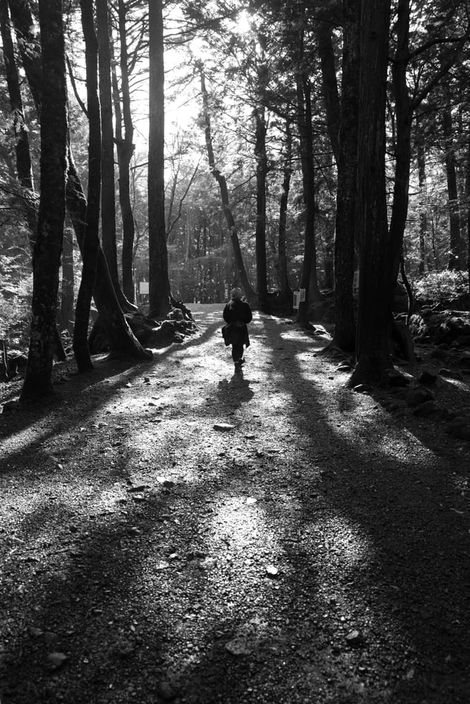 The Forest